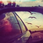 birds-car-photography-summer-Favim.com-1080255