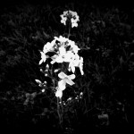 p1040544_lonelybeauty_holga