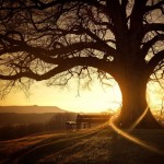 plane tree