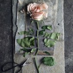 cut rose